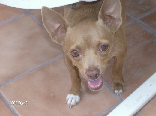 hola yo soy cuca y mi esposo es el otro perro roco hola yo soy cuca y mi esposo es el otro perro roco